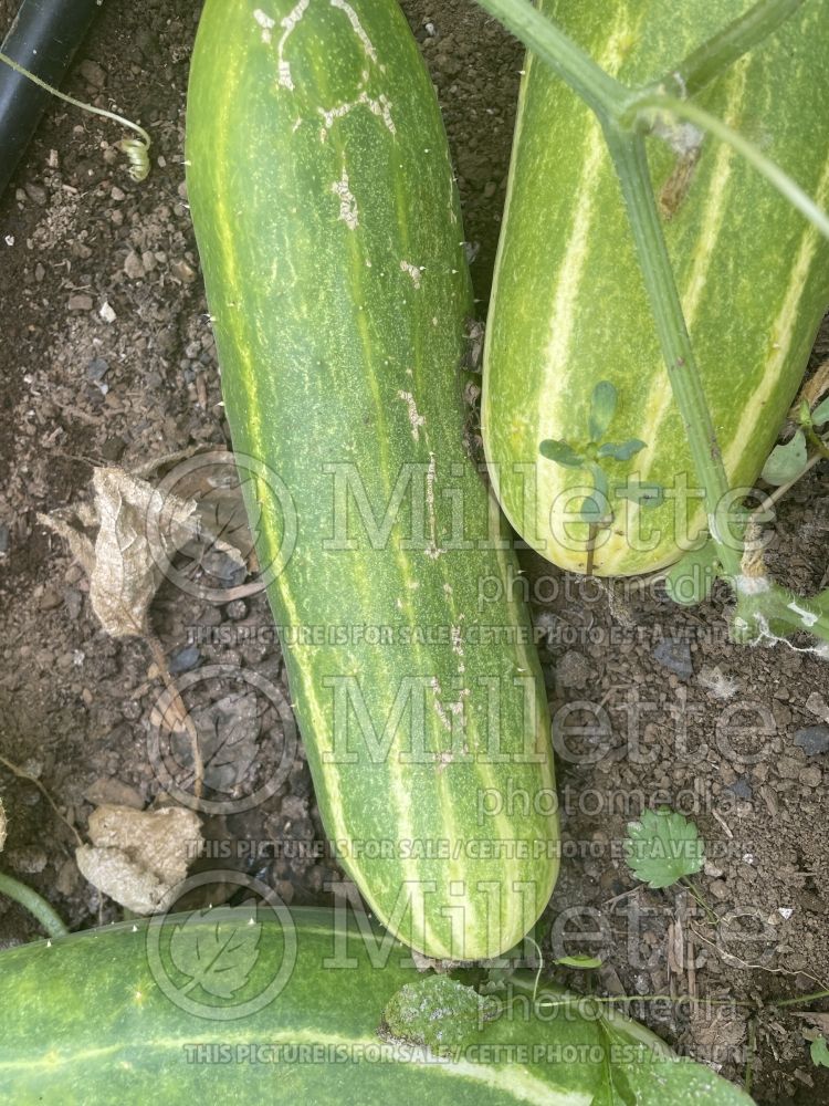 Cucumis Spacemaster (Cucumber vegetable) 4